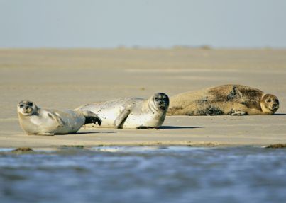  - Image 1